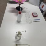 Attività laboratorio di scienze