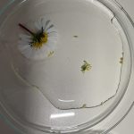 Attività laboratorio di scienze