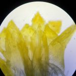 Attività laboratorio di scienze