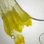 Attività laboratorio di scienze