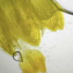 Attività laboratorio di scienze